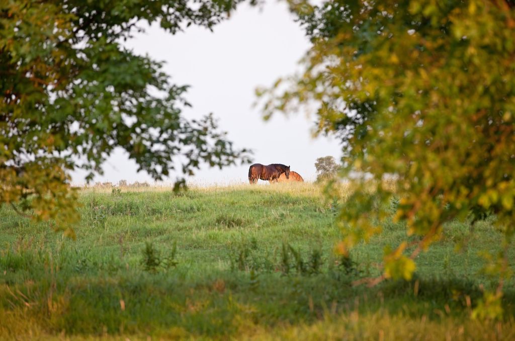 Beek (Montferland)